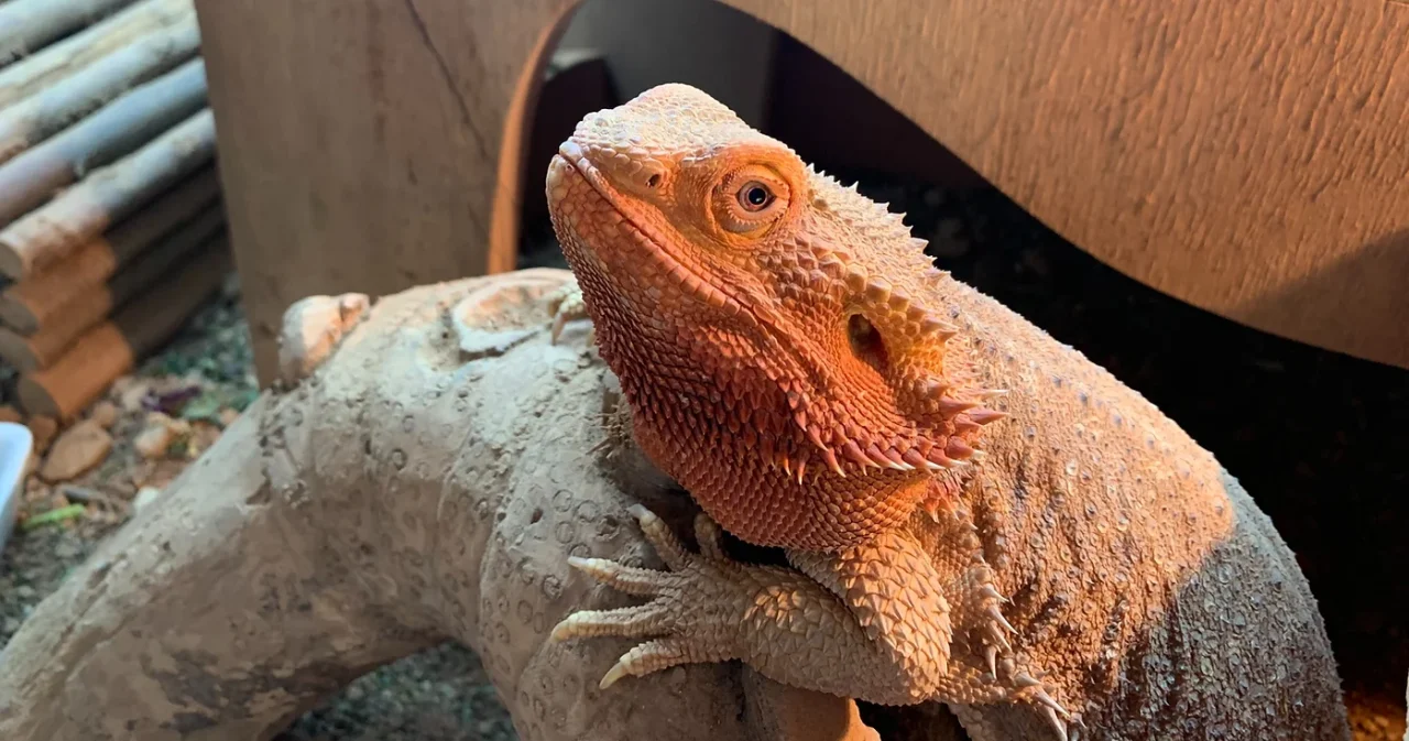 Kayda: The Bearded Dragon