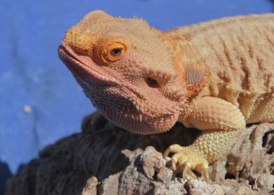Kayda, Our Bearded Dragon at Animals in Mind
