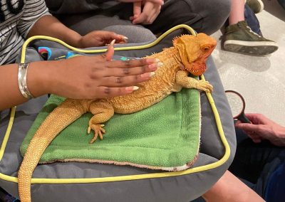 Kayda, Our Bearded Dragon at Animals in Mind