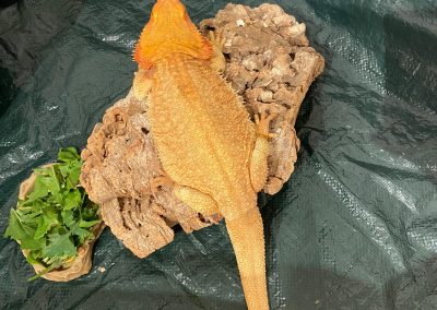 Kayda, Our Bearded Dragon at Animals in Mind