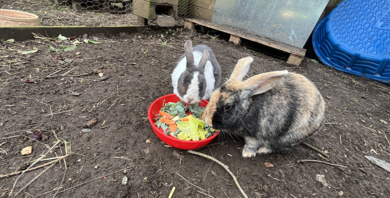 Image showing our 2 lovely rabbits Gingerbread and Donozzo in their pen sharing a lettiuce bowl.