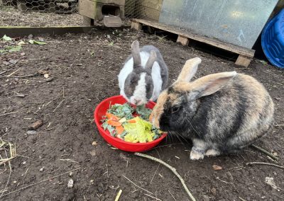 Image showing our 2 lovely rabbits Gingerbread and Donozzo in their pen sharing a lettiuce bowl.