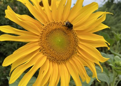 Bee collecting nectar and pollen from a sunflower