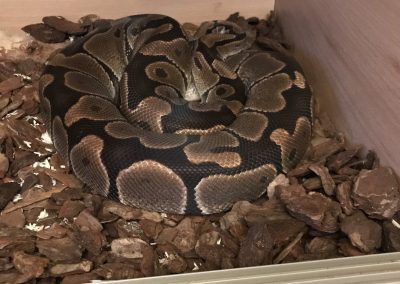 Picture of Monty, the royal python curled up in his enclosure