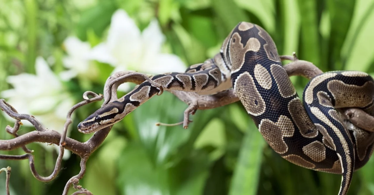 Royal Python