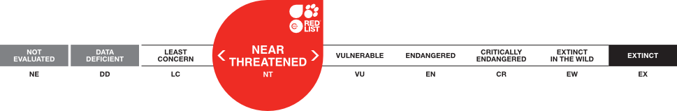Graphical representation of the 'Near Threatened' conservation status, indicating species that are close to becoming threatened with extinction.