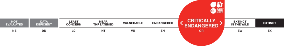 Graphical representation of the 'Near Threatened' conservation status, indicating species that are close to becoming threatened with extinction.