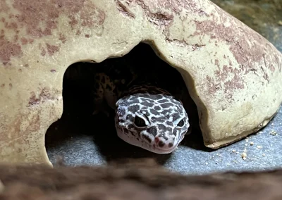 Image of a gecko emerging from a stoney hiding place
