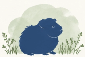 Guinea pig illustration